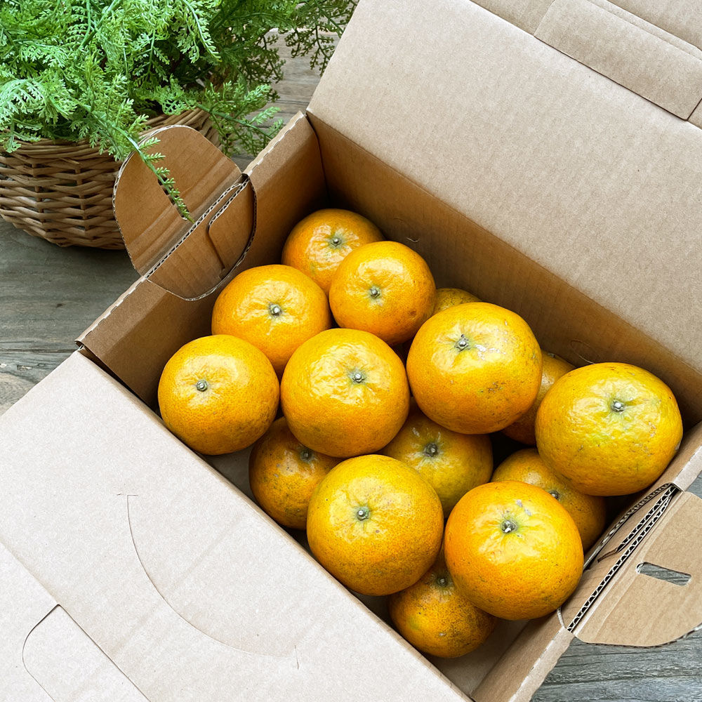 現採有機桶柑-2